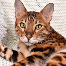 Схема вышивки «Gato.»