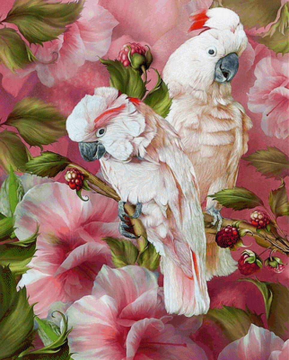 Попугаи - попугаи, птицы - предпросмотр