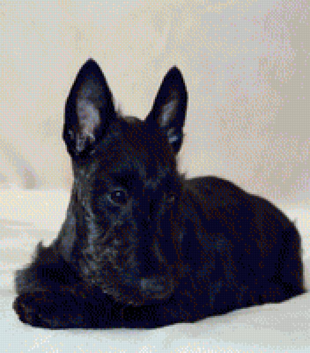 Тирамису - скотч терьер, шотландский терьер - предпросмотр