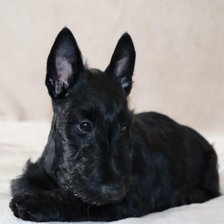 Схема вышивки «Тирамису»