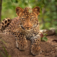 Схема вышивки «№2400360»