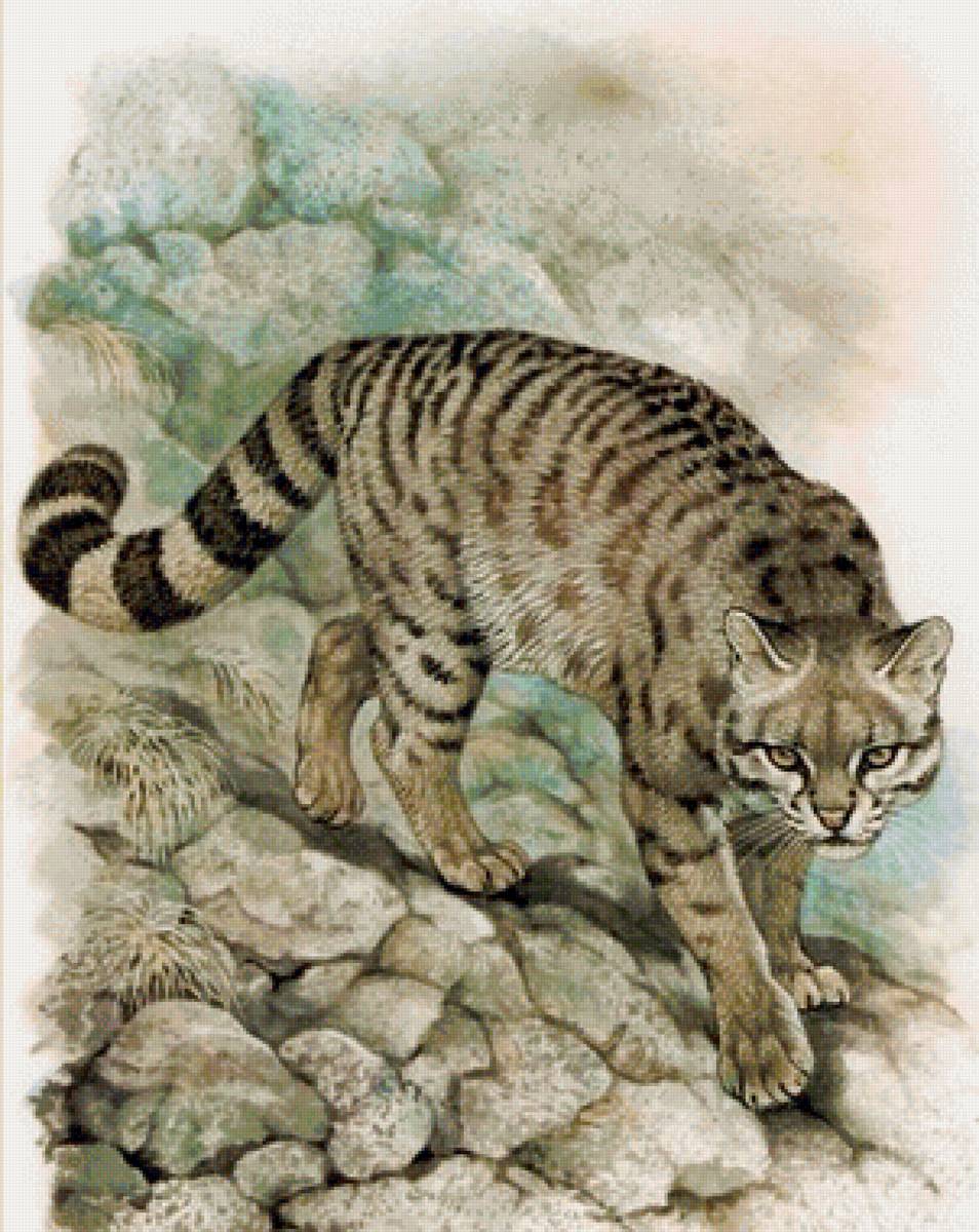 Дикий кот - кот, рисунок, животные - предпросмотр