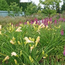 Схема вышивки «Лилейник уайт темптейшн»