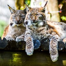 Схема вышивки «Обыкновенная рысь»