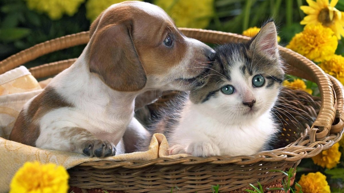 Домашние животные - котенок, домашние животные, щенок - оригинал