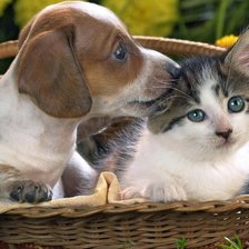 Схема вышивки «Домашние животные»