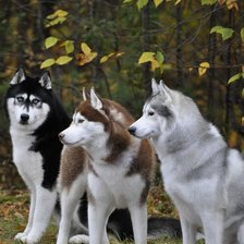 Схема вышивки «№2400759»