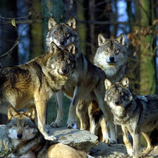 Схема вышивки «Стая»