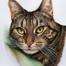 Схема вышивки «Gato.»