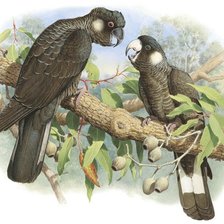 Схема вышивки «Pássaros.»