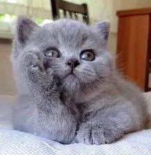 Схема вышивки «№2401155»