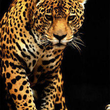 Схема вышивки «Леопард»