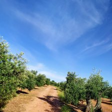 Схема вышивки «Caminó de olivos»