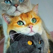 Схема вышивки «№2401613»