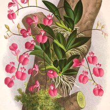 Схема вышивки «Orquídea.»