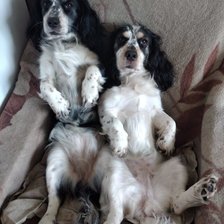 Схема вышивки «Собачки фото»