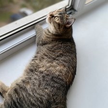 Схема вышивки «Стефа»