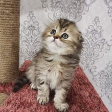 Схема вышивки «Вивьюшка»