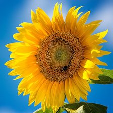 Схема вышивки «Цветок подсолнуха»