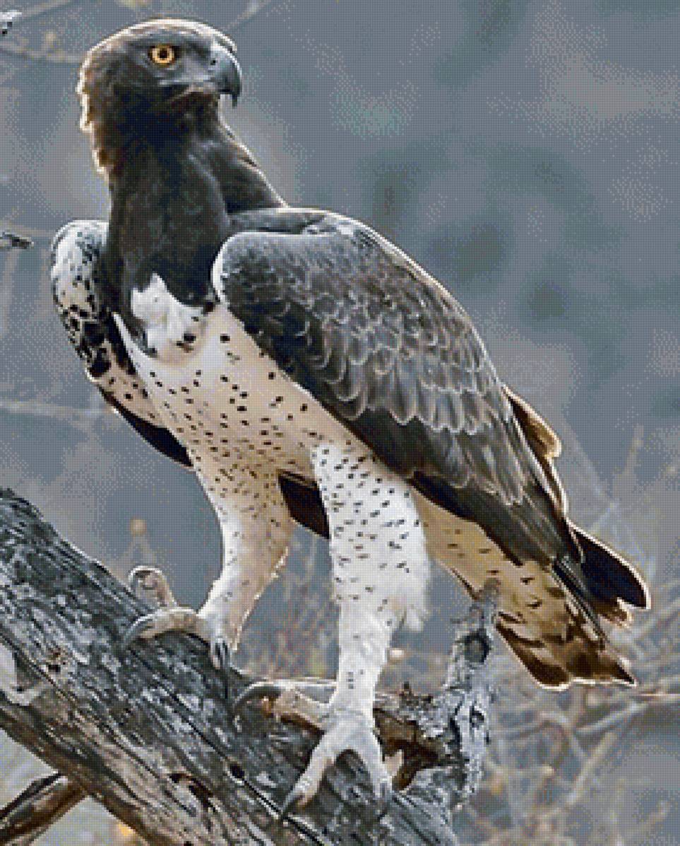 Боевой орел марвин - орел, птицы, природа - предпросмотр