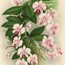 Схема вышивки «Orquídea»