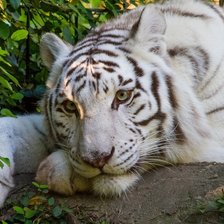 Схема вышивки «Амурский тигр альбинос»