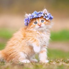 Схема вышивки «Пушистый котенок»