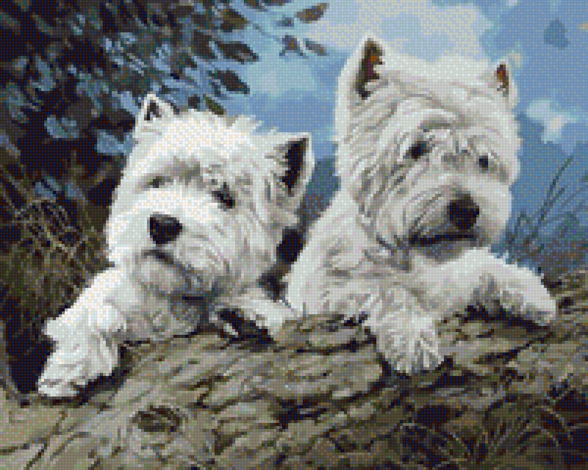 вестики на природе - вестхайленд, терьер, собака, собаки - предпросмотр