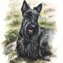 Схема вышивки «скотч терьер»