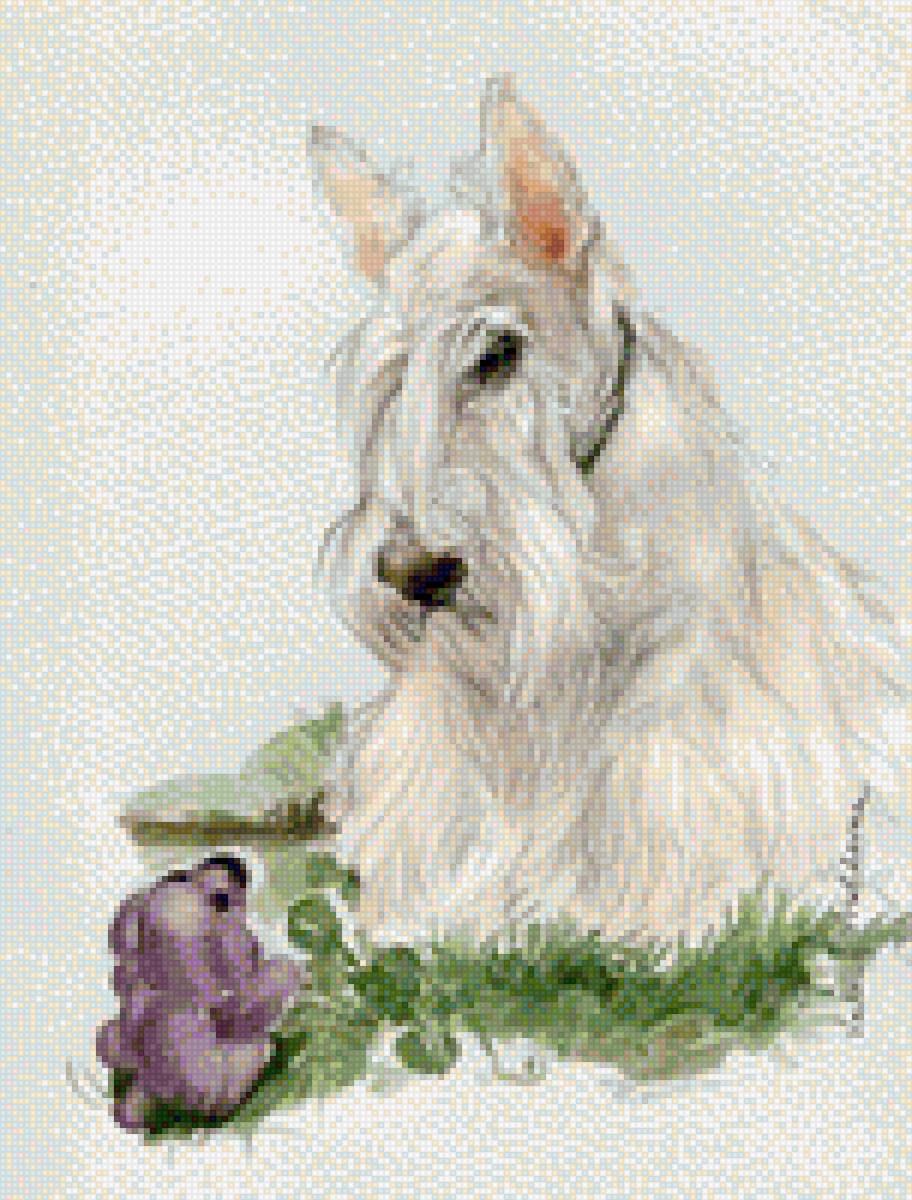 Мишель - собака, собаки, скотч терьер, терьер - предпросмотр