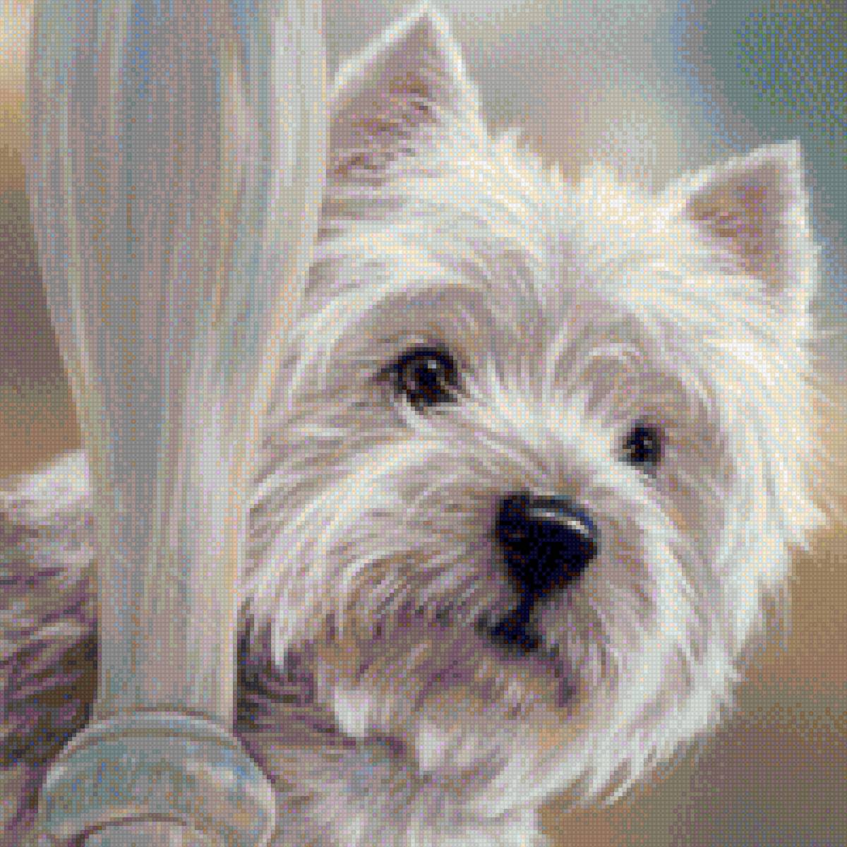 малыш - собаки, вестхайленд, собака, терьер - предпросмотр