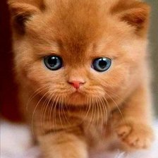 Схема вышивки «Котэ»