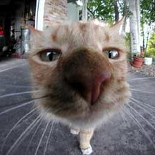 Схема вышивки «Мордуленция)))»