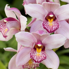 Схема вышивки «Орхидеи»