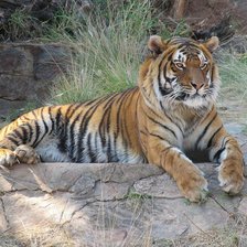 Схема вышивки «Гордый тигр»