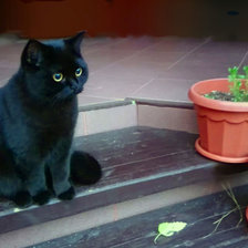 Схема вышивки «Кот Тимоша»