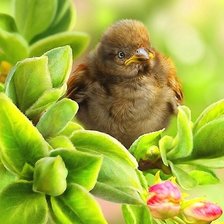 Схема вышивки «№2406140»