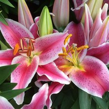 Схема вышивки «Орхидеи»