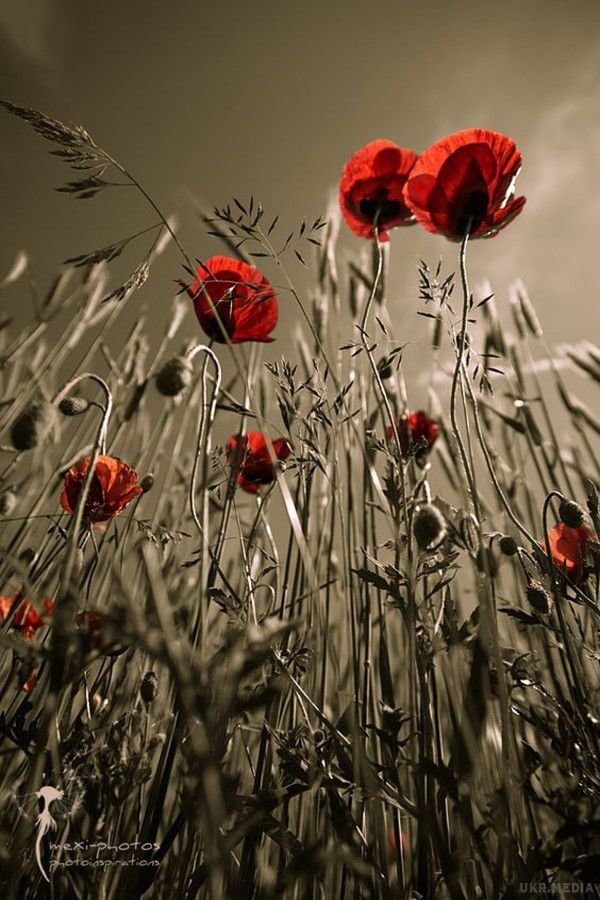 Маки - маки - оригинал