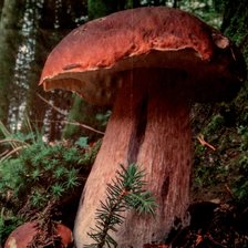 Схема вышивки «Семья грибов»