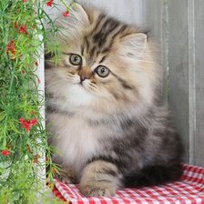Схема вышивки «Gatinho.»