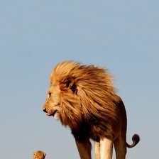 Схема вышивки «Лев и львёнок»