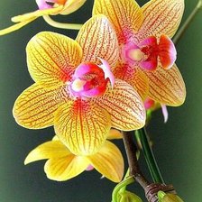 Схема вышивки «№2406766»