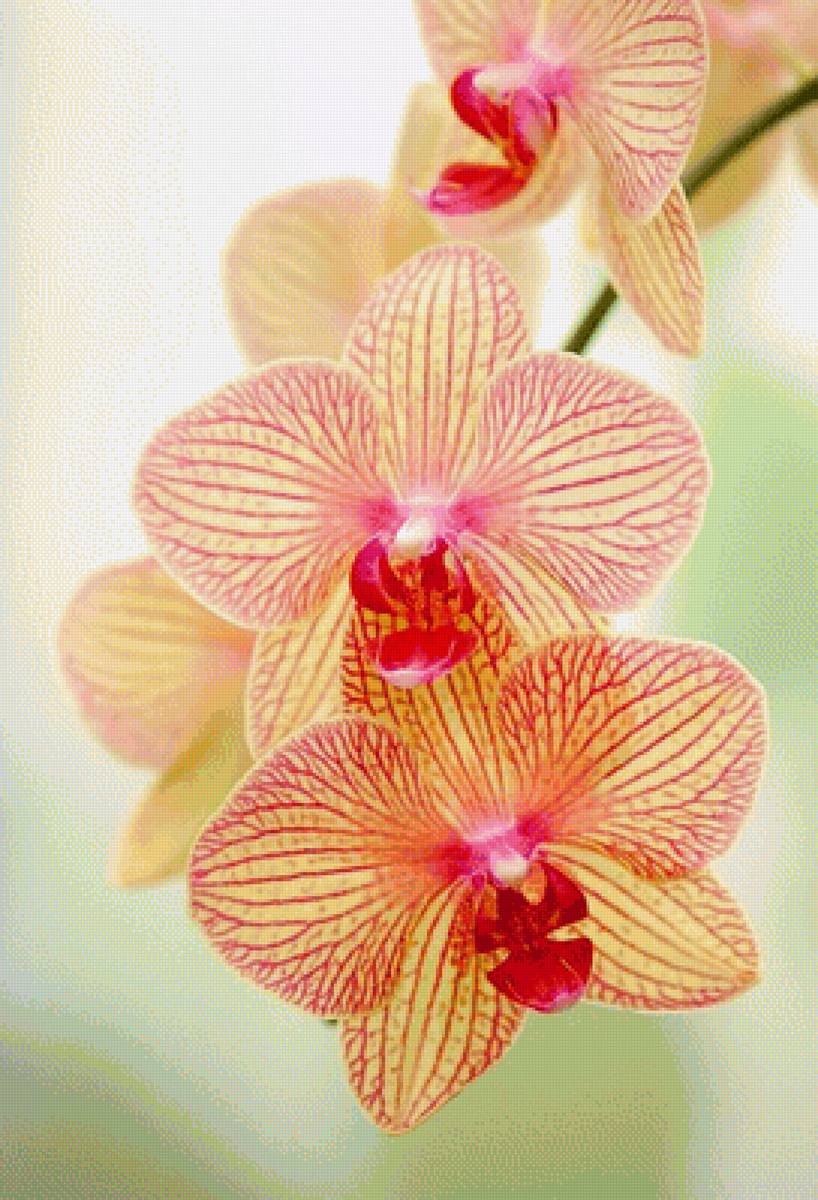 №2406780 - предпросмотр