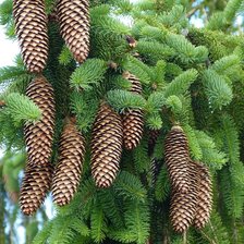 Схема вышивки «Шишки»