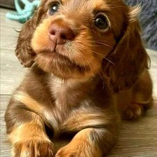 Схема вышивки «Щенок»