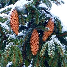 Схема вышивки «Шишки»