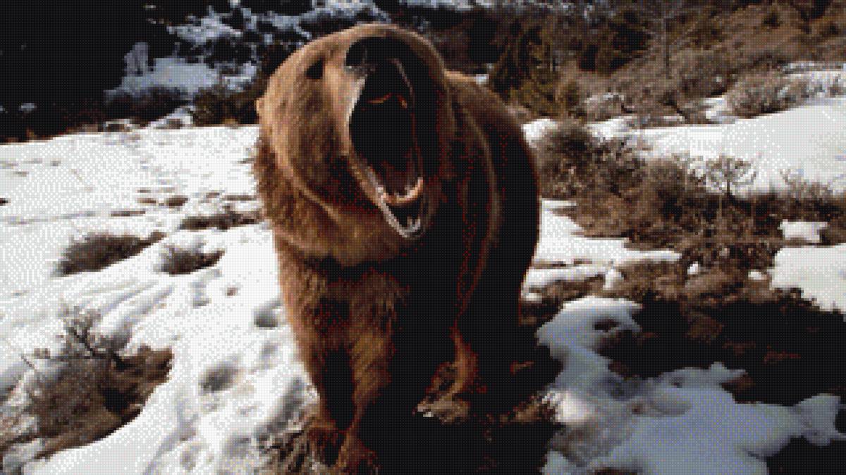 медведь - животные, природа, медведь - предпросмотр