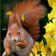 Схема вышивки «Белочка»