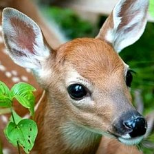 Схема вышивки «Олененок»